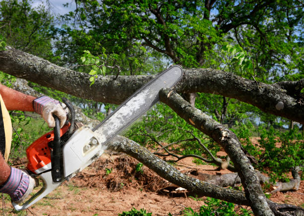 Best Emergency Tree Removal  in Great Neck, NY